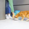 Чем кормить привередливую кошку