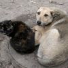 Самарская губернская дума принимает закон о более жестком решении проблем с бездомными животными.